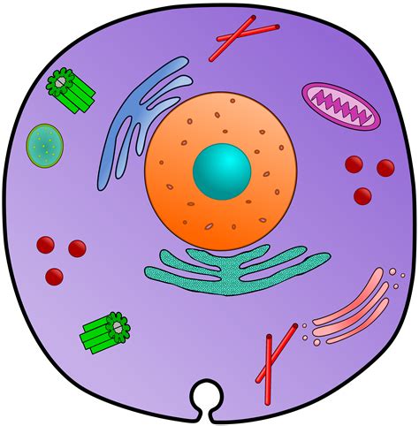 Animal Cell Organelles by Teach Simple