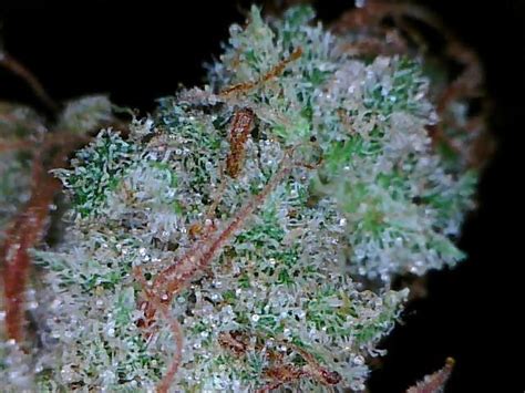 Berry White Strain | Cannabis - Marijuana Seeds