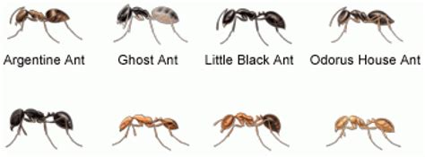 Blogs - Pet Safe Ant Killer