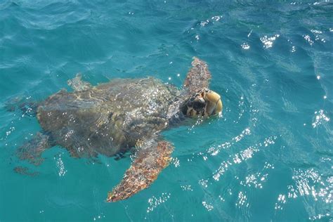 2024 Turtle Spotting Cruise in Zakynthos provided by Island Travel