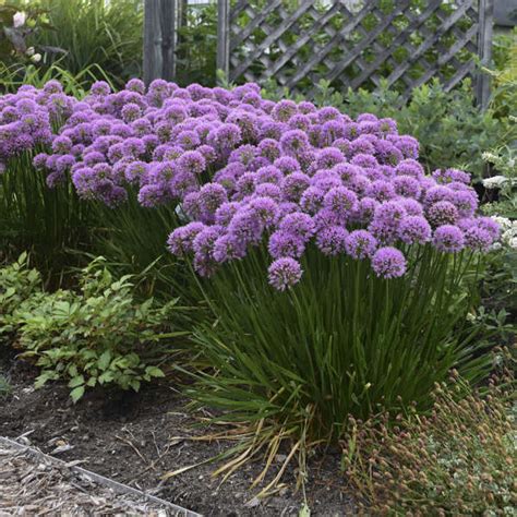 Allium ‘Serendipity’ | Kiefer Nursery: Trees, Shrubs, Perennials