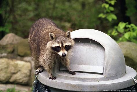 The Real Reason Why Raccoons Eat Garbage and Don't Get Sick - Pest Pointers