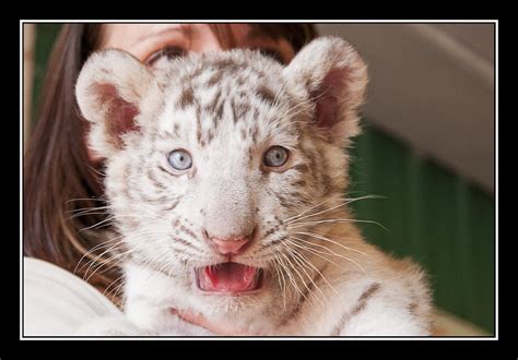 Tiger Cubs | DaMongMan | Flickr