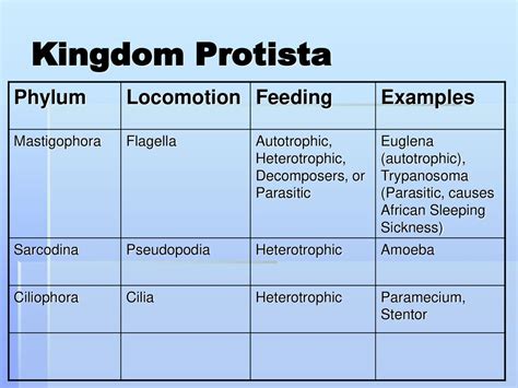 Phylum Mastigophora