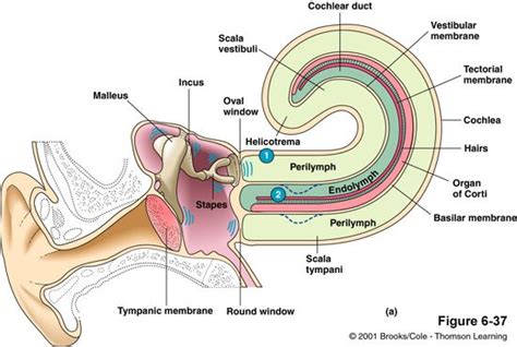 the anatomy of the ear and its major structures