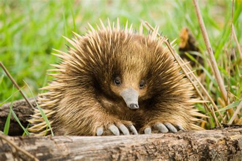 Eleanor the Echidna Is So Chonky She Survived A Car Hit