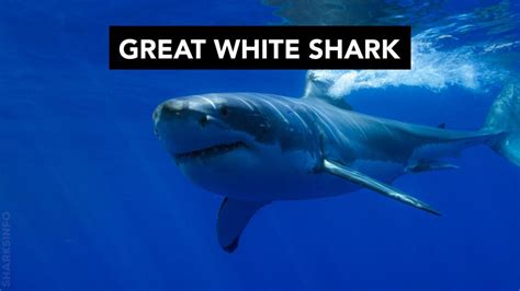 Great white shark vs Saltwater Crocodile– Who will win? – sharksinfo.com