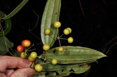 Smilax plant5 (Smilacaceae) image 70770 at PhytoImages.siu.edu