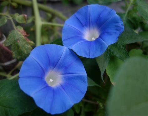 Morning Glory Seeds Heaven Blue Morning Glory Seeds Blue - Etsy ...