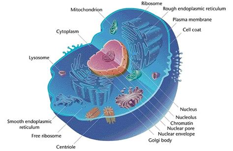 Mitochondrion: Definition, Structure and Function | Biology Dictionary