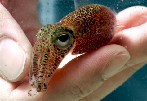 Hawaiian Bobtail Squid – "OCEAN TREASURES" Memorial Library