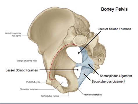 [부인과] 여성의 골반구조 해부학-골반뼈, pelvic bone : 네이버 블로그