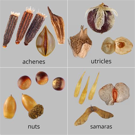 Fruits | Fruit and Seed Family ID