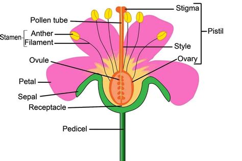 Flower: Parts of a Flower, Importance, Example, Solved Questions ...