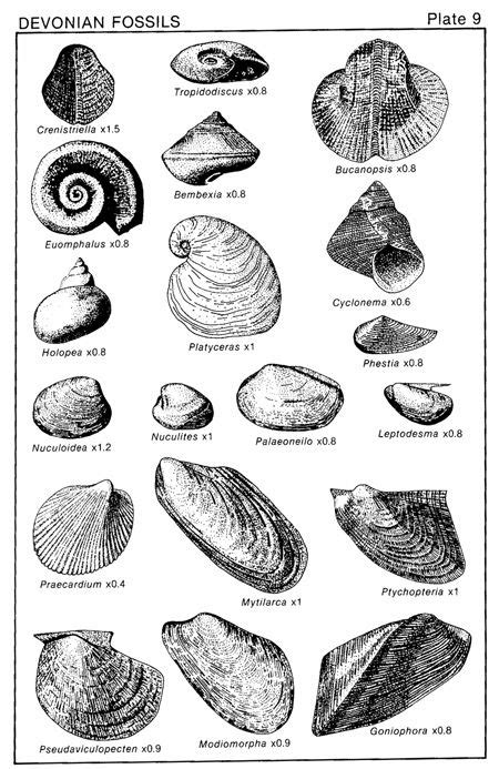 Devonian Fossils | Geology, Geology rocks, Fossils