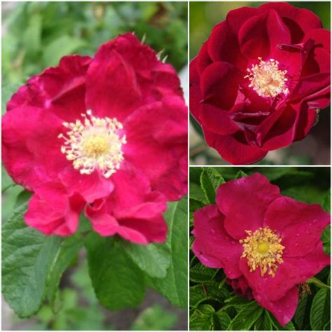 Red Rugosa Rose Seeds Rosa Rugosa Seeds Rugosa Rubra | Etsy