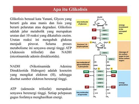 Respirasi Aerob: Glikolisis | PPT