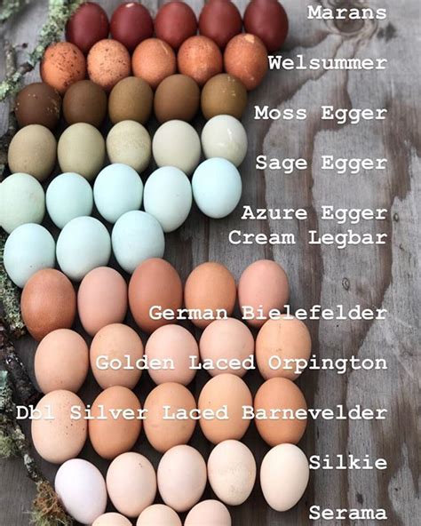 🌿The Lineup🌿 . Want to know who of our lineup lays what? Here is a fun color egg chart labeled ...