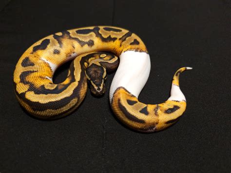 Pied Possible Leopard Ball Python by Vision Morphs - MorphMarket