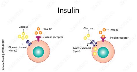 Insulin mechanism of action, regulates glucose metabolism and glucose blood level. Insulin is ...