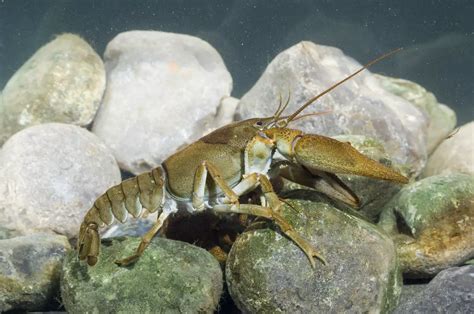 20 Incredible and Endangered Animals in Colorado