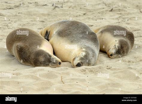 Australian Sea-Lion Neophoca cinerea Endangered species, Photographed on Kangaroo Island, South ...