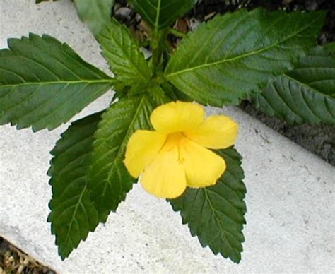 The Bahamas - Yellow Elder. | Plant leaves, Plants, Bahamas