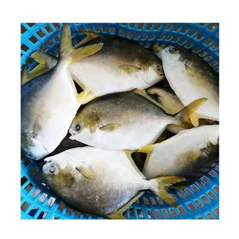 New Arrival Pompano Fish Frozen Whole Golden Pompano,China price supplier - 21food