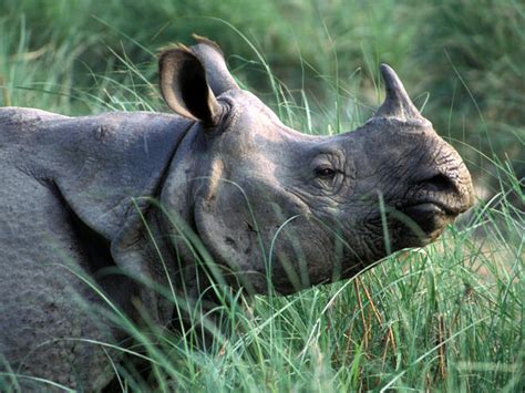 Greater One-Horned Rhino | Species | WWF