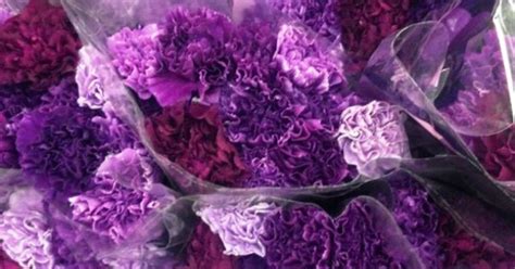 purple carnations | Wedding Ideas | Pinterest | Purple carnations, Carnation and Eggplant dress