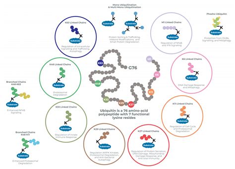 Ubiquitin and Ubiquitin Chains - LifeSensors