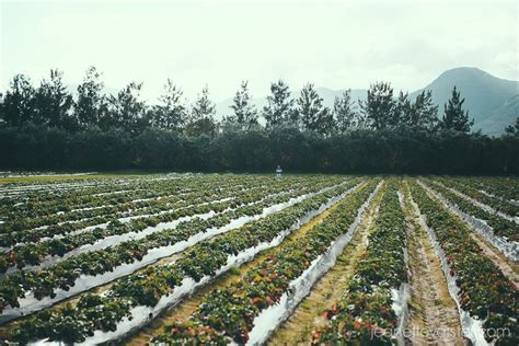 Redberry Farm outside George : Picking strawberries and getting lost in a maze | Maze ...