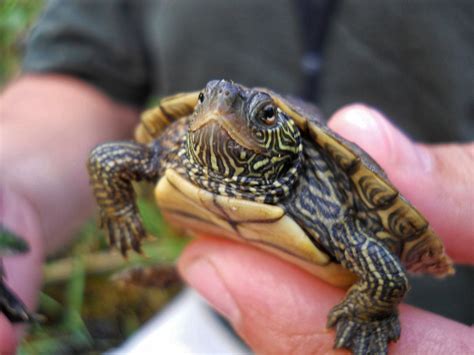 Pet Turtles for Kids: Should You Get One? - PetHelpful