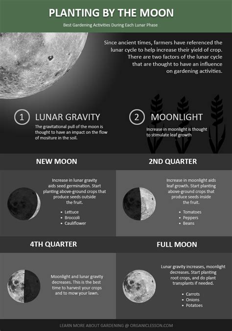 Planting By the Moon – The Starter’s Guide in 2020 | Moon garden, Lunar cycle, Biodynamic gardening