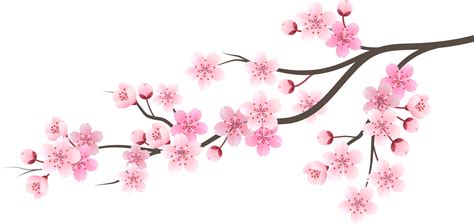 Sakura cherry blossom flower 19046343 PNG