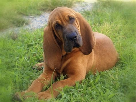 Hoss | My daughter's 3 month old Bloodhound "Hoss." | Gilliamhome's Olympus E3 and Evolt 500 ...