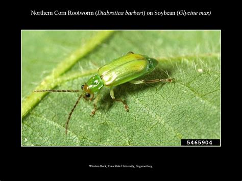 Western and Northern Corn Rootworm | NC State Extension