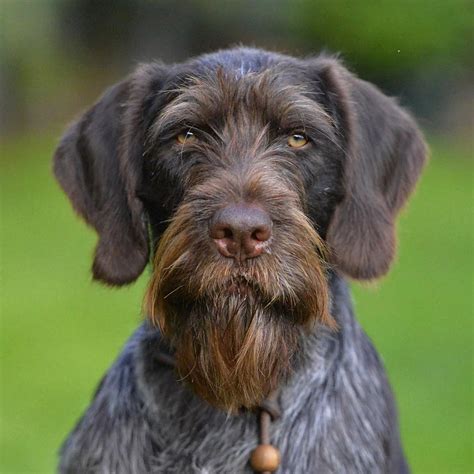 @ugurcamuzcu© GERMAN WIREHAIRED POINTER (Deutsch Drahthaar) | Dogs, Pointer puppies, German ...