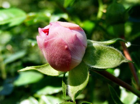 Budding Rose by Dontheunsane on DeviantArt