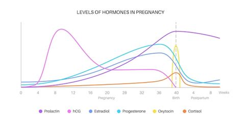 Hormones During Pregnancy And Birth Clipart