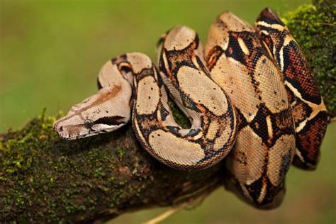 Boa Constrictor Care Guide - Size, Diet & More » Petsoid