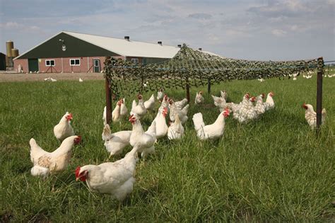 FreeBirds project advances organic production - Poultry World