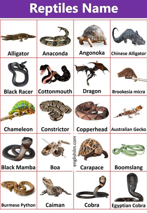 Reptiles With Names | Reptiles Animals with Images | Reptiles names ...