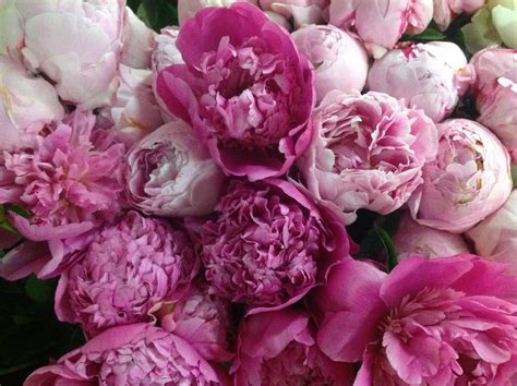 Beautiful pink peonies | Pink peonies, Peonies, Garden inspiration