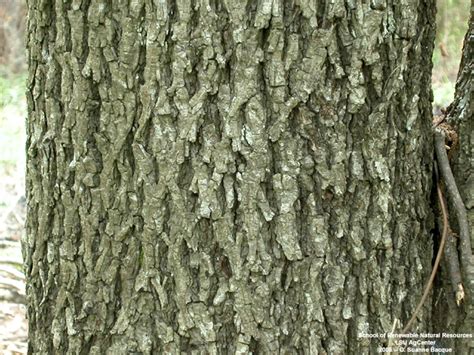 Louisiana Plant ID | Carya tomentosa (mockernut hickory)