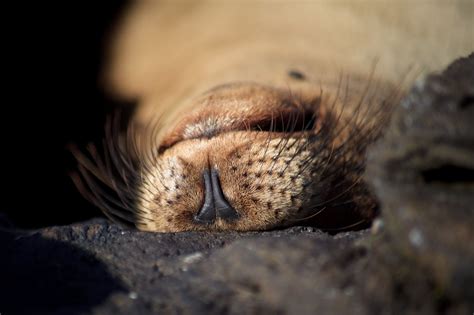 Galápagos Fur seal has been a protected species since 1959. Macro ...