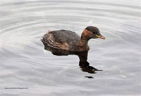 OSLO BIRDER: Little Grebe