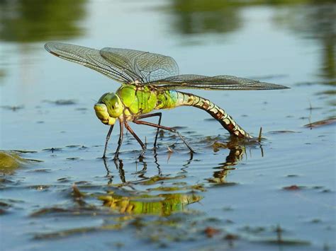 How To Welcome Dragonflies To Your Garden