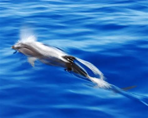 Fraser's dolphin - Facts, Diet, Habitat & Pictures on Animalia.bio