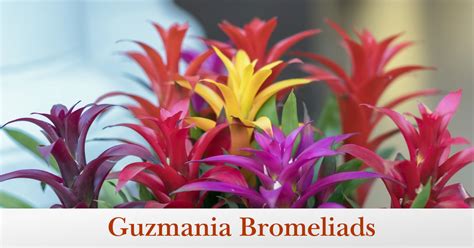 How to Grow and Care for Guzmania Bromeliads